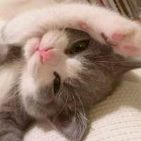 想变成一只猫在你怀里睡着有空就对你撒娇 活得累是因为心里装了