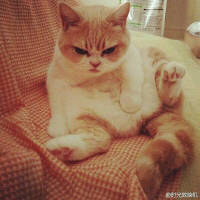 就是喜欢猫。 每天都过得很丧，听丧