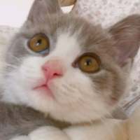 想变成一只猫在你怀里睡着有空就对你撒娇 活得累是因为心里装了
