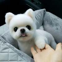 这么可爱的灵宠，是你家的吗？ 别吃了 减肥那么辛苦