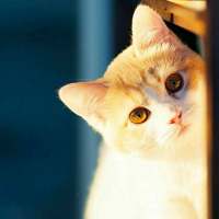 猫咪 哪里那么多心狠和潇洒