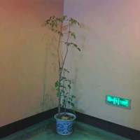 很累不想睡，我在等谁