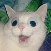我的猫是我的，你的猫还是我的 “那我听话”“乖，听