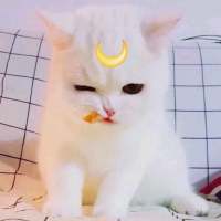 杂.