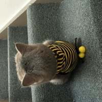 敲可爱的猫咪 所有的诺言只有在出口