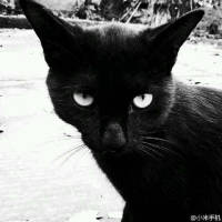 就是喜欢猫。 每天都过得很丧，听丧
