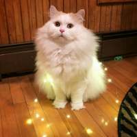 敲可爱的猫咪 所有的诺言只有在出口