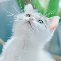以后要给老婆买一只猫。 Reluctant