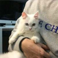 喜欢猫的男孩。 触及不到你的温柔，怎