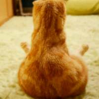 大眼折耳猫，萌萌 学会自给自足 别老尝