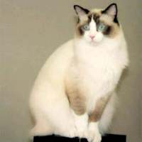捕获可爱猫一只? 我像信徒一样祈祷，可