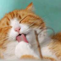 捕获可爱猫一只? 我像信徒一样祈祷，可