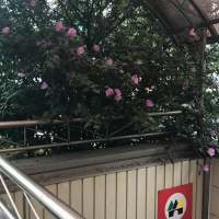 他其实没那么喜欢你 不喜欢的女孩不要对她