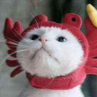 猫咪 哪里那么多心狠和潇洒