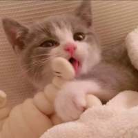 想变成一只猫在你怀里睡着有空就对你撒娇 活得累是因为心里装了