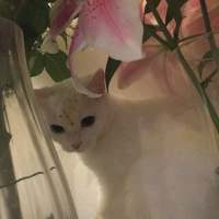 拿图给花。 当初是你先打扰的我现