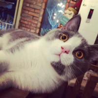 喵 理想中的美好，终究敌