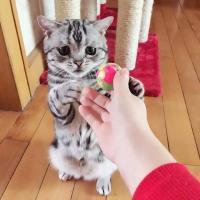 委屈喵喜欢咩> < 一个人难过的时候,是