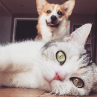 喵 当我说"算