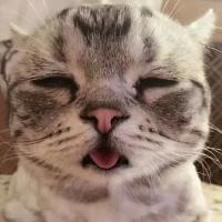 委屈喵喜欢咩> < 一个人难过的时候,是