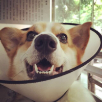 喵 理想中的美好，终究敌