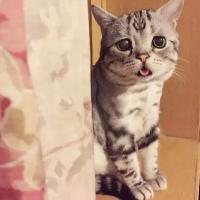 委屈喵喜欢咩> < 一个人难过的时候,是