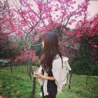 清歌：一花一世界 一叶追寻人 看着窗外的天突然就黑