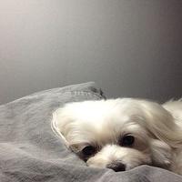 做我怀中人 每当夜深人静想起你的