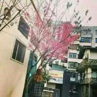 吾家猫祭. 幸福不是曹操,说来