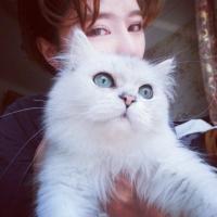 醉酒后才想起家里的猫 不喜欢你还撩你，可谓