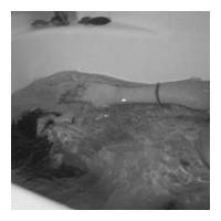 Gone 生死看淡，不服就干。