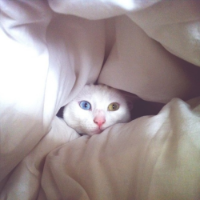喵≧﹏≦ 忙碌是一种幸福，让我