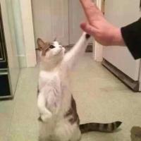 Give me five 考历史的时候，我莫名