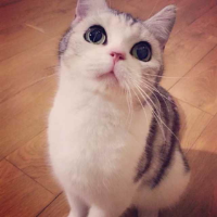 喵 当我说"算