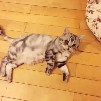 委屈喵喜欢咩> < 一个人难过的时候,是