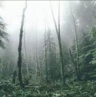 林中屋 在爱情面前我对你来说