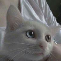 厌腻情话 そ讓我占有尒，撕碎尒