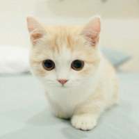 敲可爱的猫咪 所有的诺言只有在出口