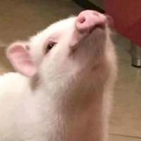 搞怪头像. 背叛你的狗就像卫生巾