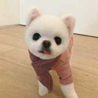 这么可爱的灵宠，是你家的吗？ 别吃了 减肥那么辛苦